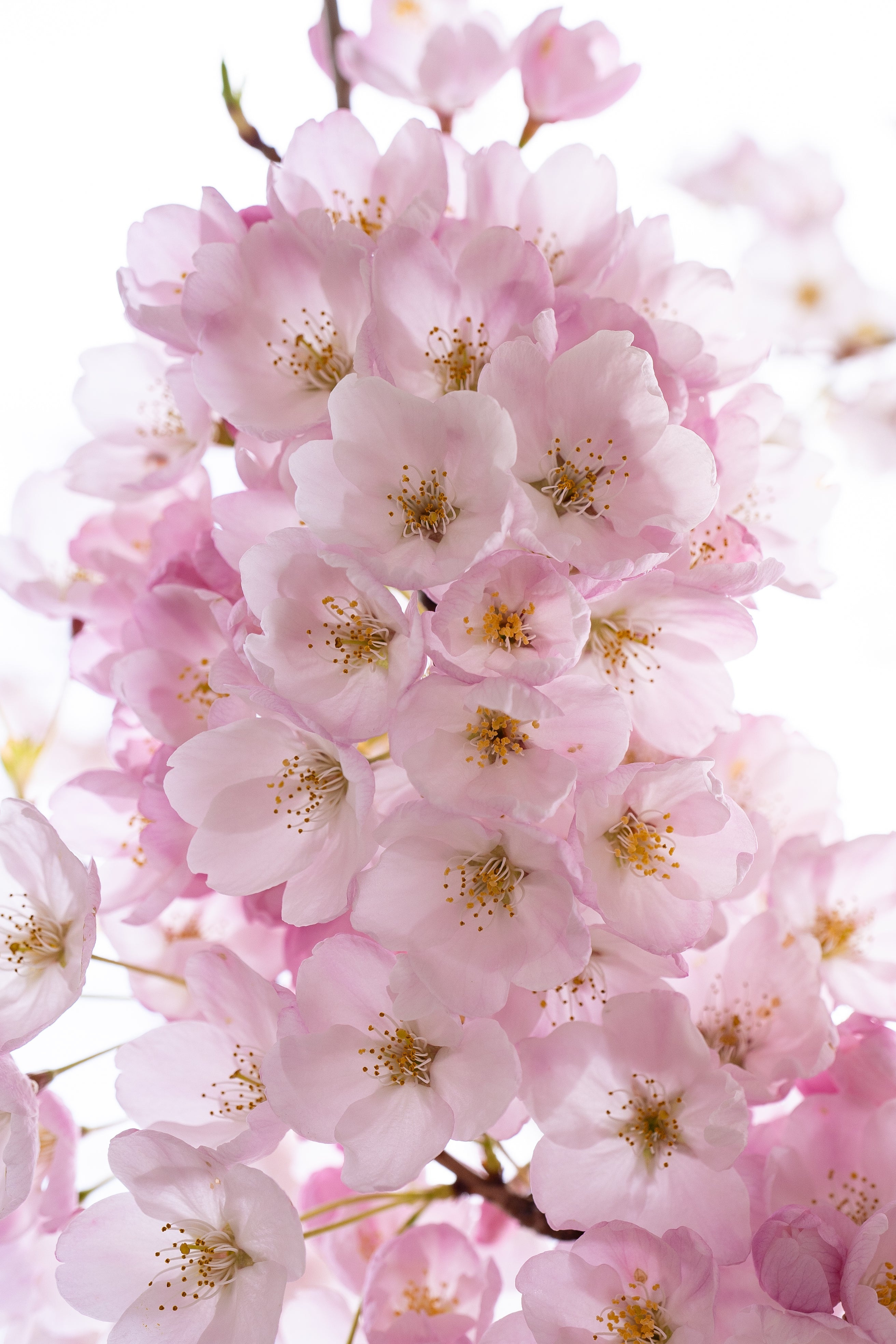 pastel-pink-cherry-blossoms-in-spring.jpg